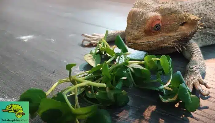 Benefits of including watercress in a bearded dragon's diet