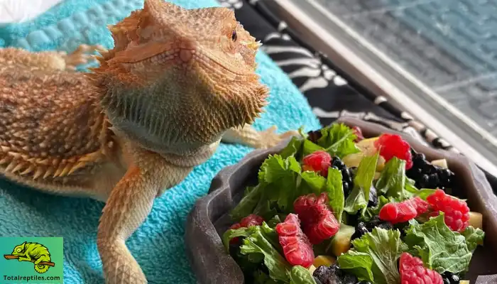 Best Fruits for Bearded Dragons