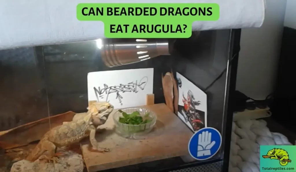 CAN BEARDED DRAGONS EAT ARUGULA