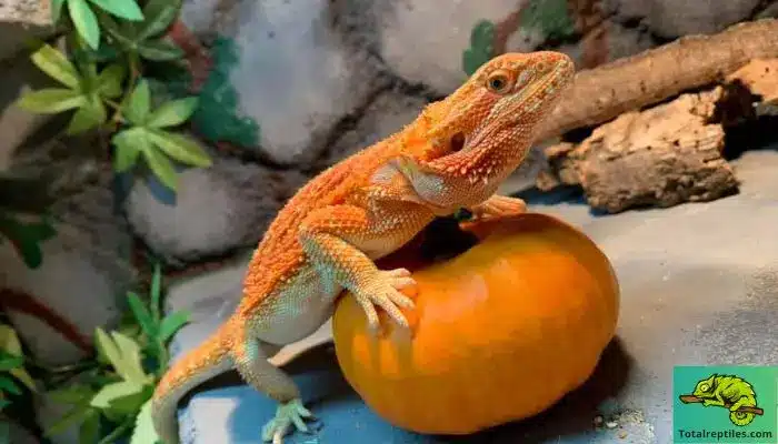 Can Bearded Dragons Eat Canned Pumpkin