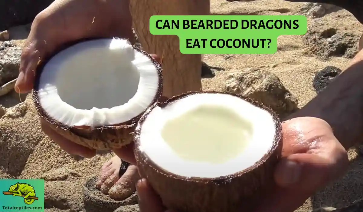 Can Bearded Dragons Eat Coconut