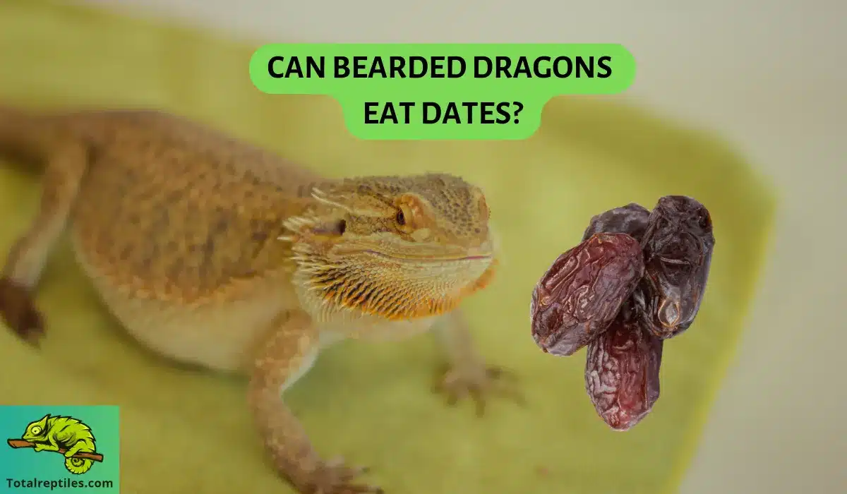 Can Bearded Dragons Eat Dates