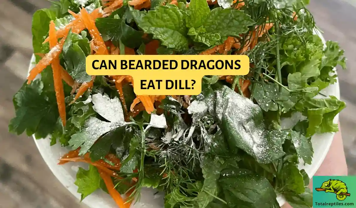 Can Bearded Dragons Eat Dill