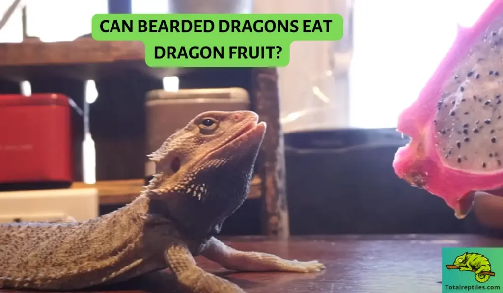 Can Bearded Dragons Eat Dragon Fruit