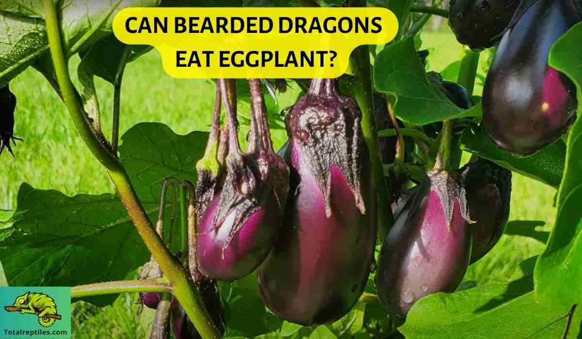 Can Bearded Dragons Eat Eggplant