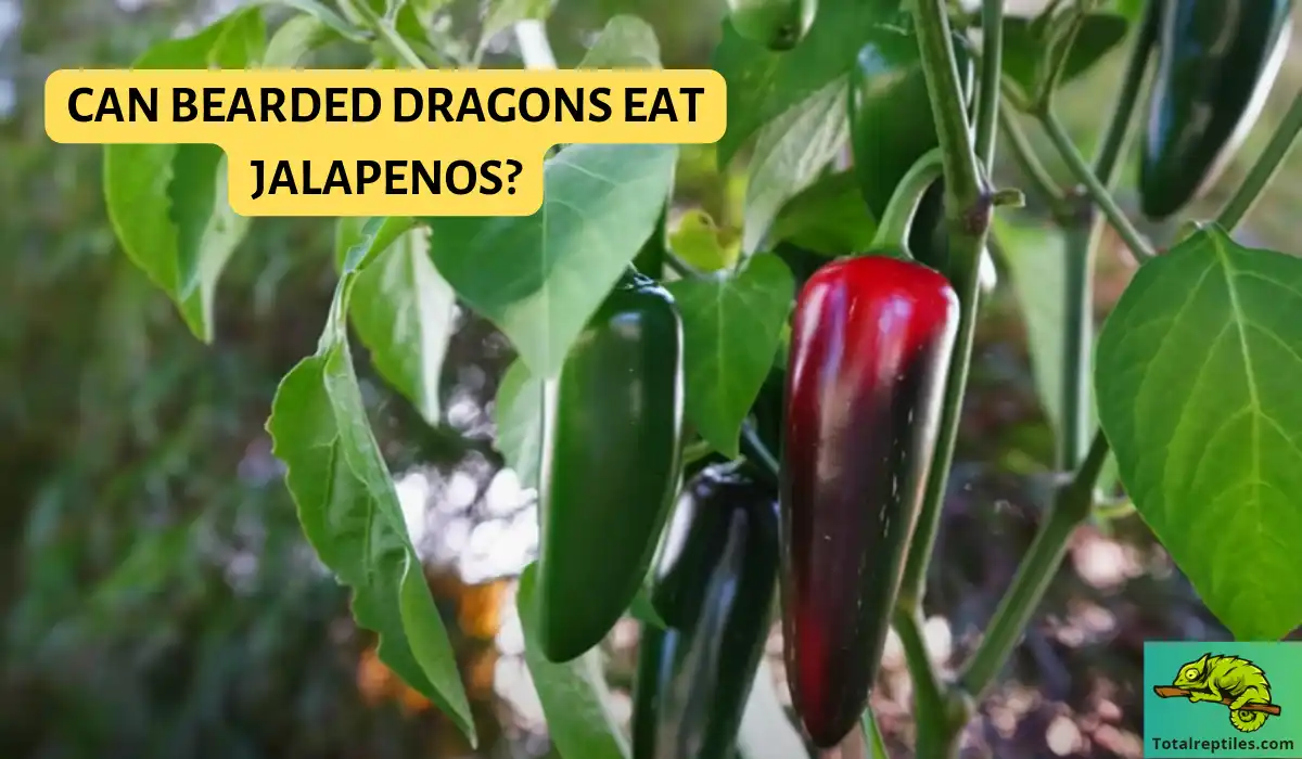 Can Bearded Dragons Eat Jalapenos