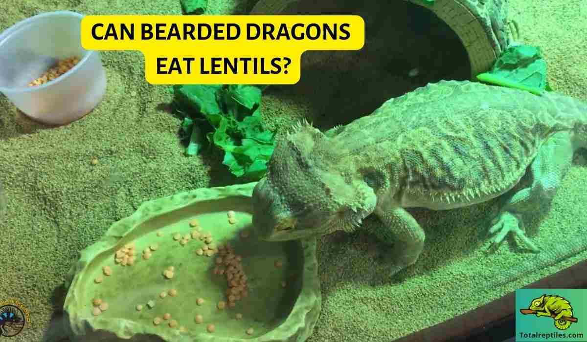 Can Bearded Dragons Eat Lentils