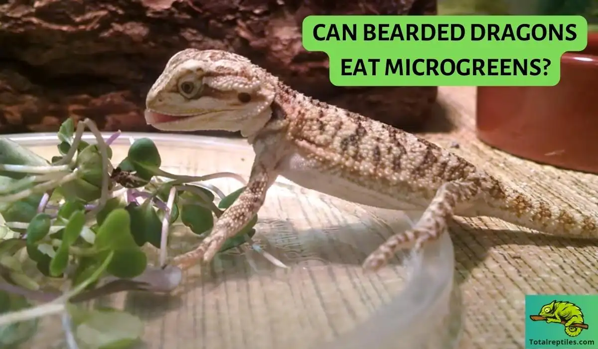 Can Bearded Dragons Eat Microgreens