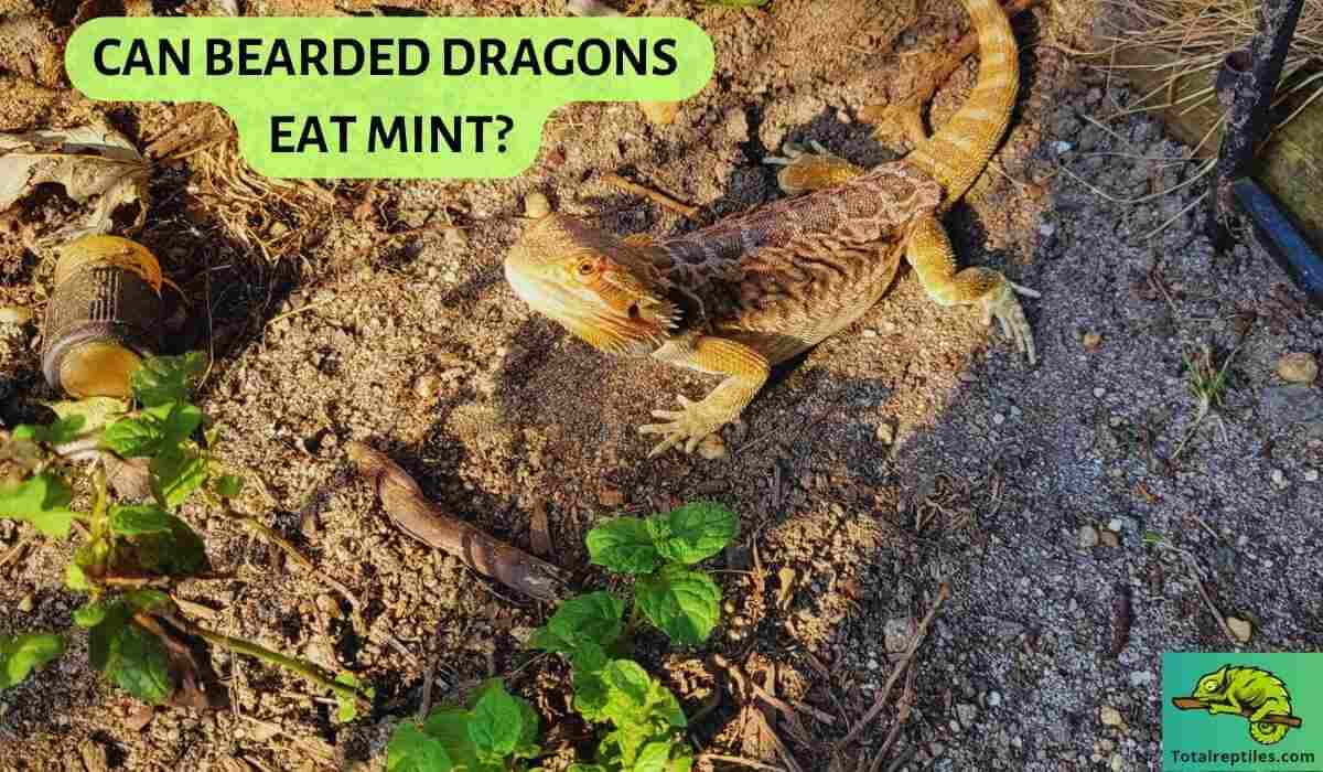 Can Bearded Dragons Eat Mint