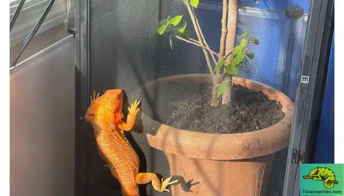 Can Bearded Dragons Eat Mulberry Leaves