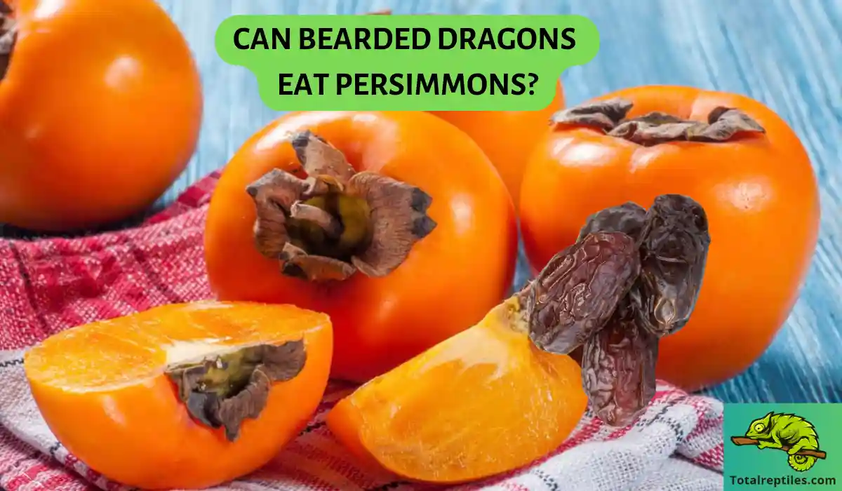 Can Bearded Dragons Eat Persimmons