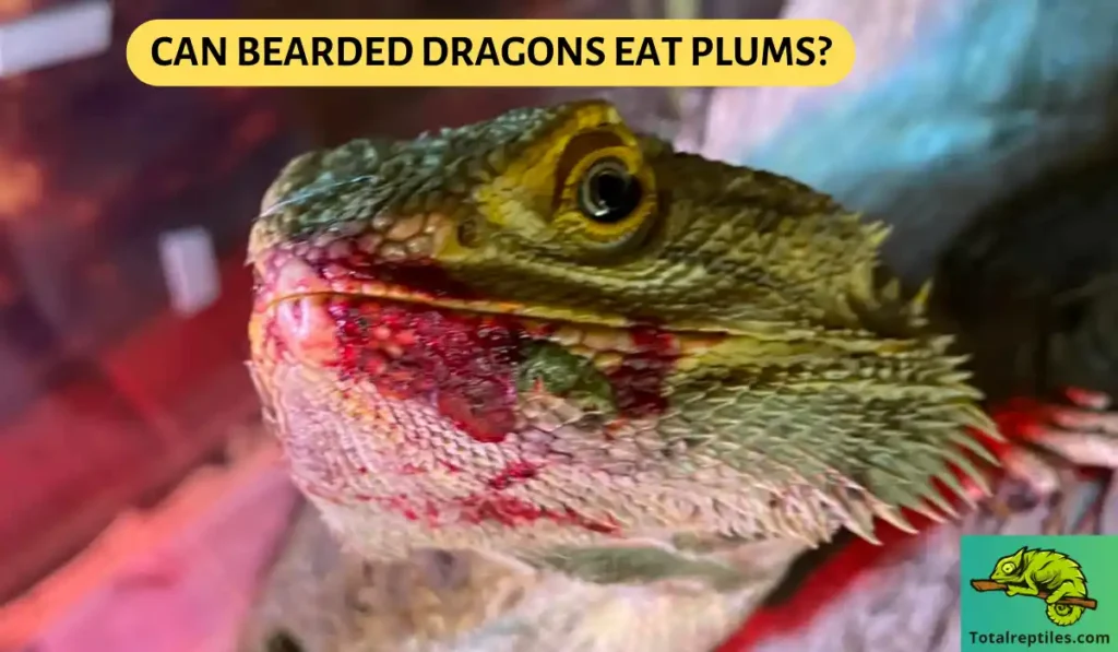 Can Bearded Dragons Eat Plums
