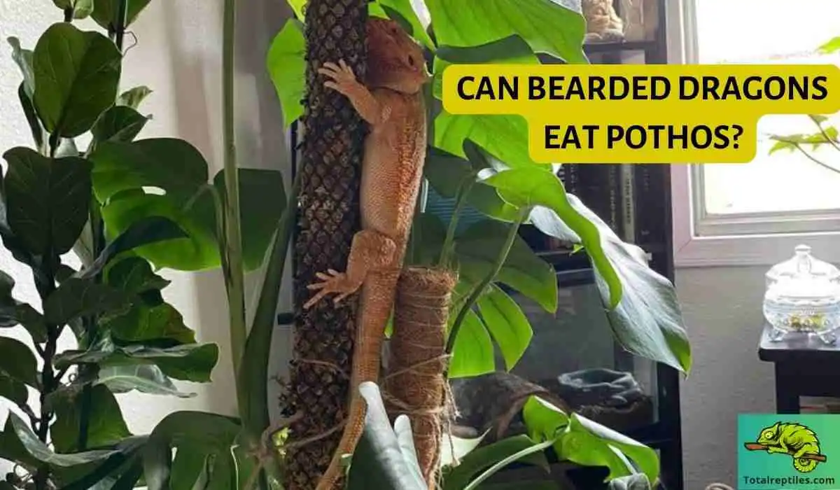 Can Bearded Dragons Eat Pothos