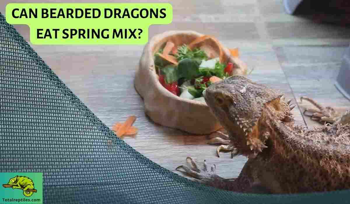 Can Bearded Dragons Eat Spring Mix