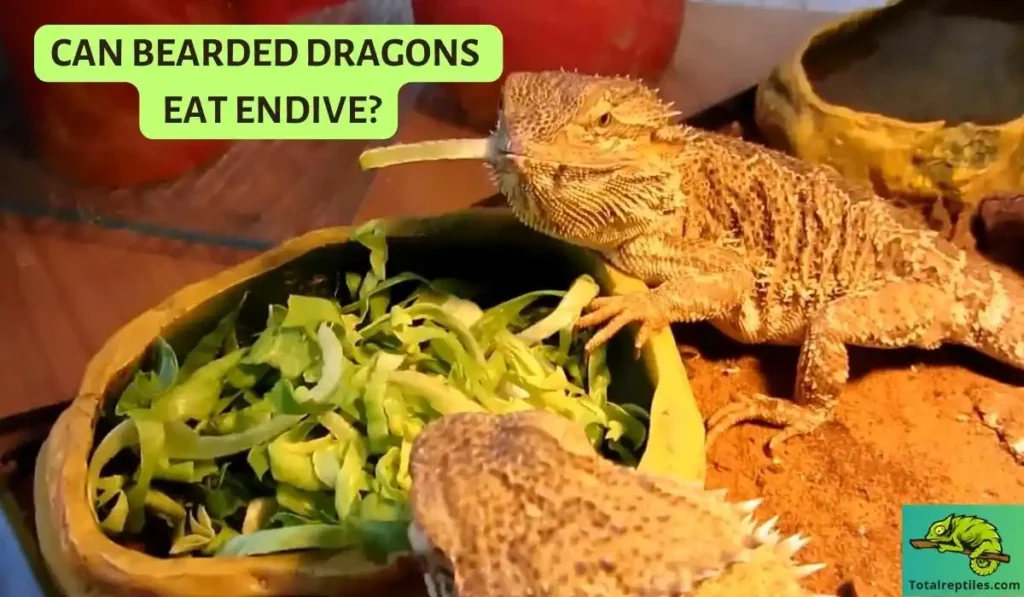 Can Bearded Dragons Eat endive