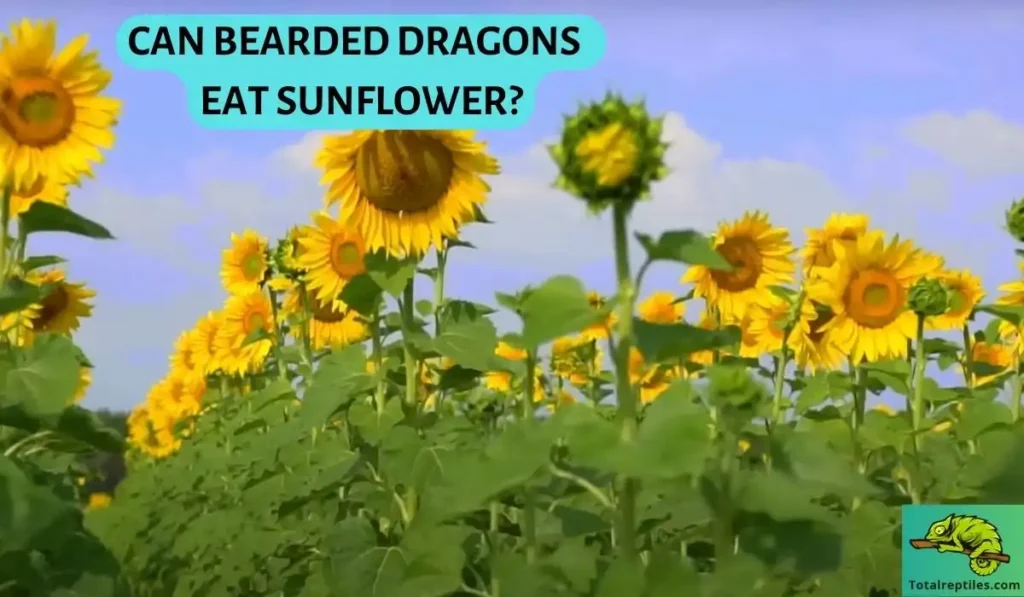 Can Bearded Dragons Eat sunflower