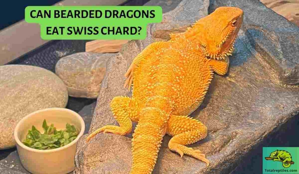 Can bearded dragons eat Swiss chard