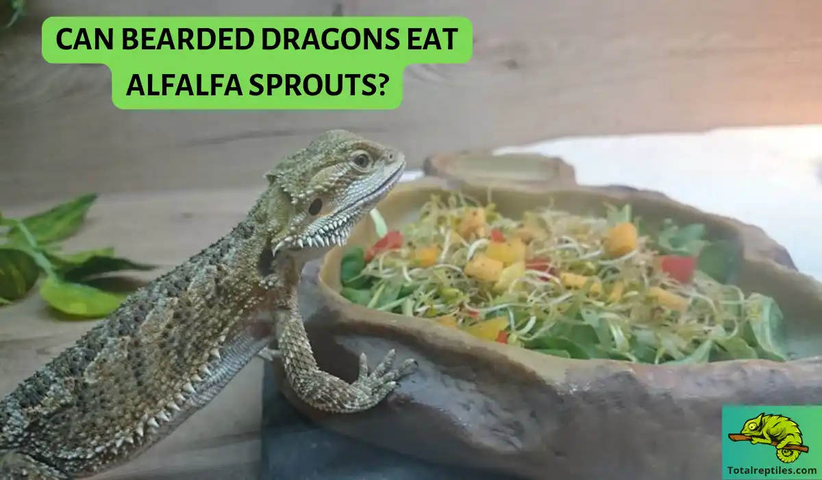 Can bearded dragons eat alfalfa sprouts