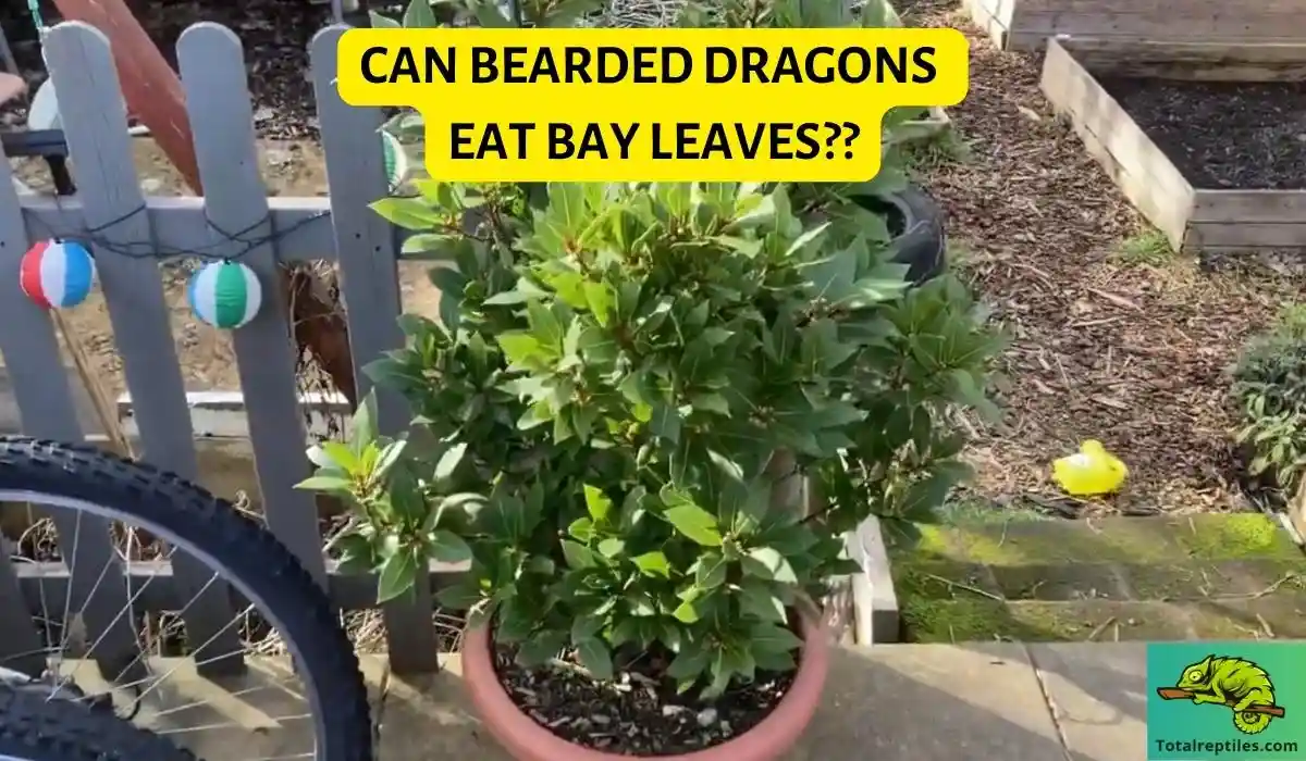 Can bearded dragons eat bay leaves