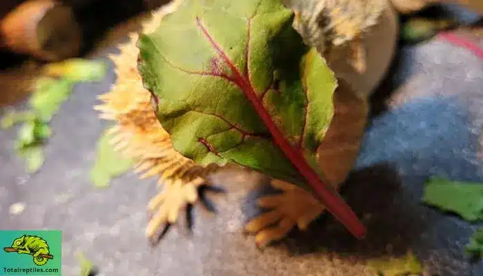 Can bearded dragons eat chard