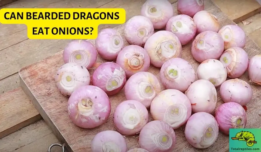 Can bearded dragons eat onions
