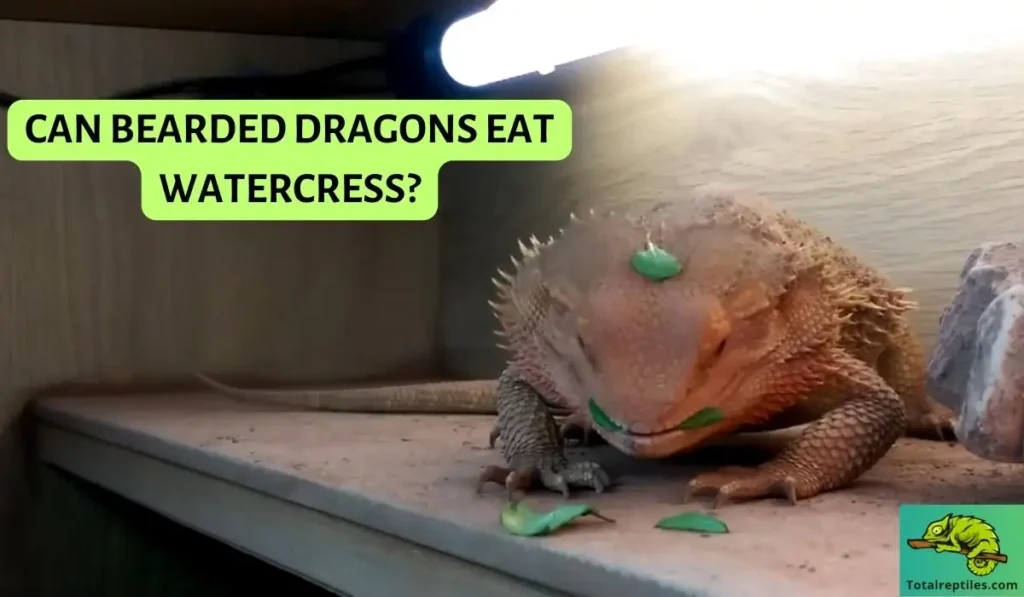 Can bearded dragons eat watercress