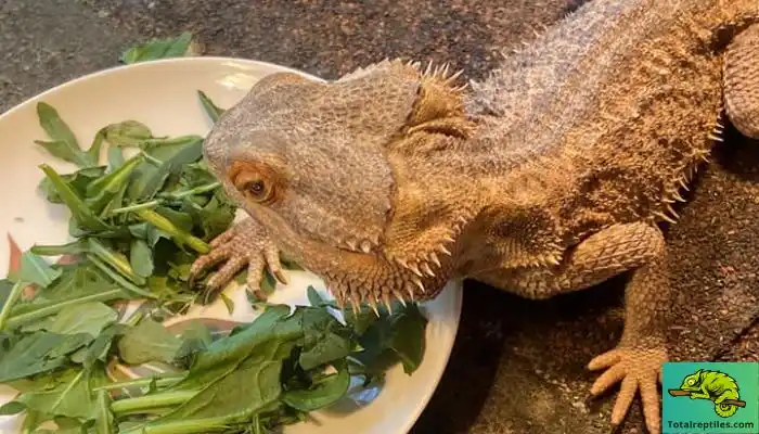 How often can bearded dragons eat arugula