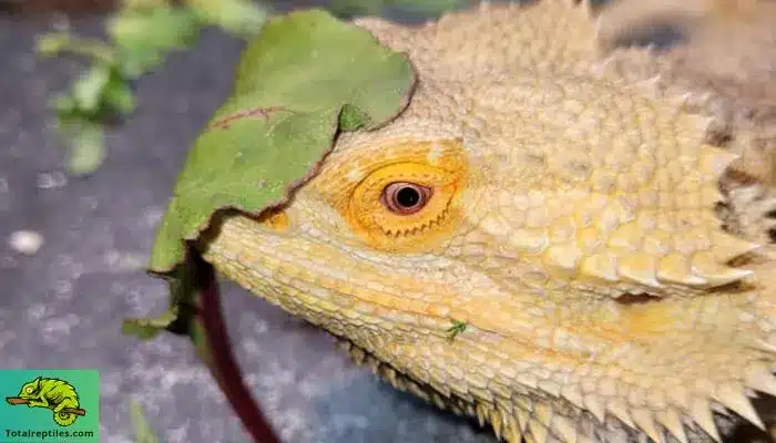 Is Swiss Chard Safe for Bearded Dragons to Eat