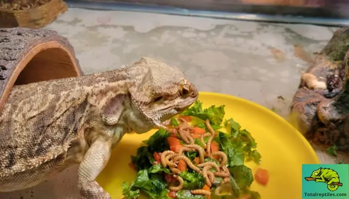 Tips For Feeding Bearded Dragons Vegetables