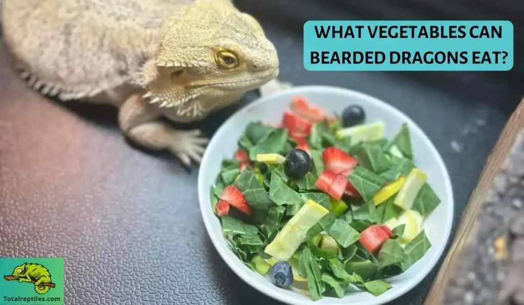 WHAT VEGETABLES CAN BEARDED DRAGONS EAT