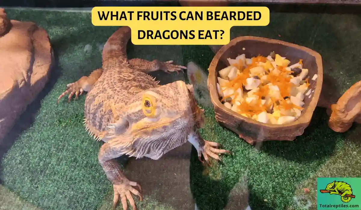 What Fruits Can Bearded Dragons Eat