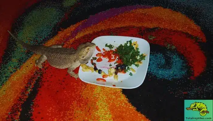 What Kind of Vegetables Can Bearded Dragons Eat