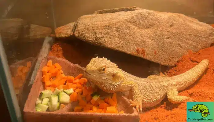 What fruits can bearded dragons not eat