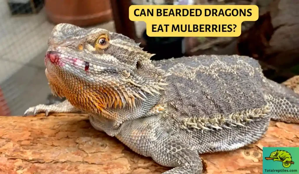 can bearded dragons eat mulberries