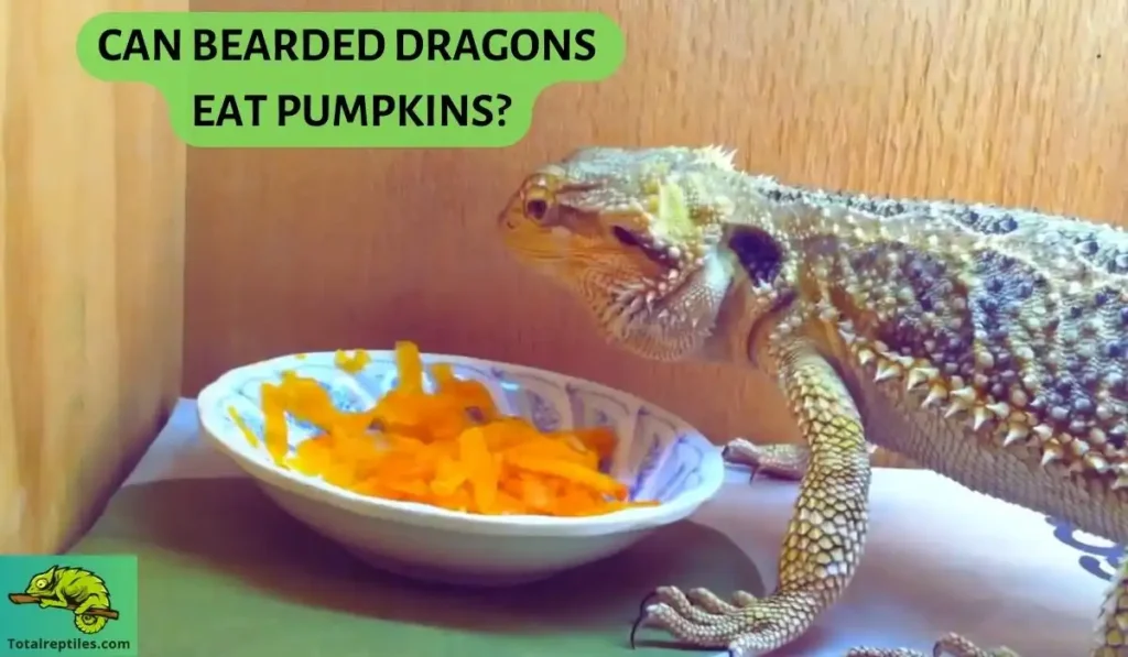 can bearded dragons eat pumpkins