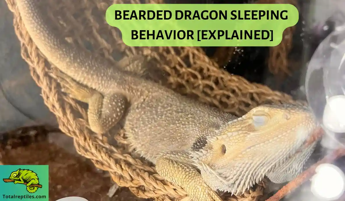 BEARDED DRAGON SLEEPING