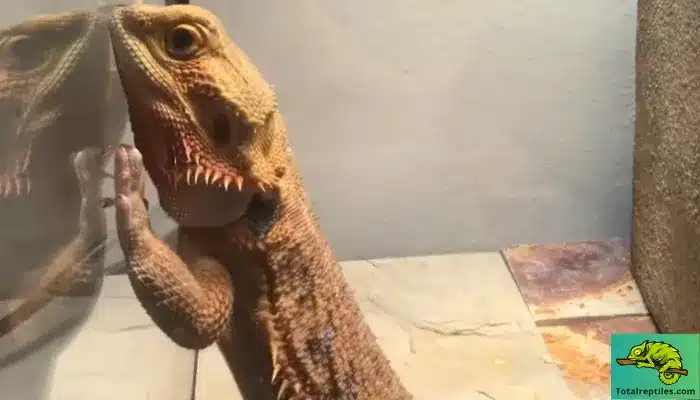 Bearded Dragon Abnormal Behaviour