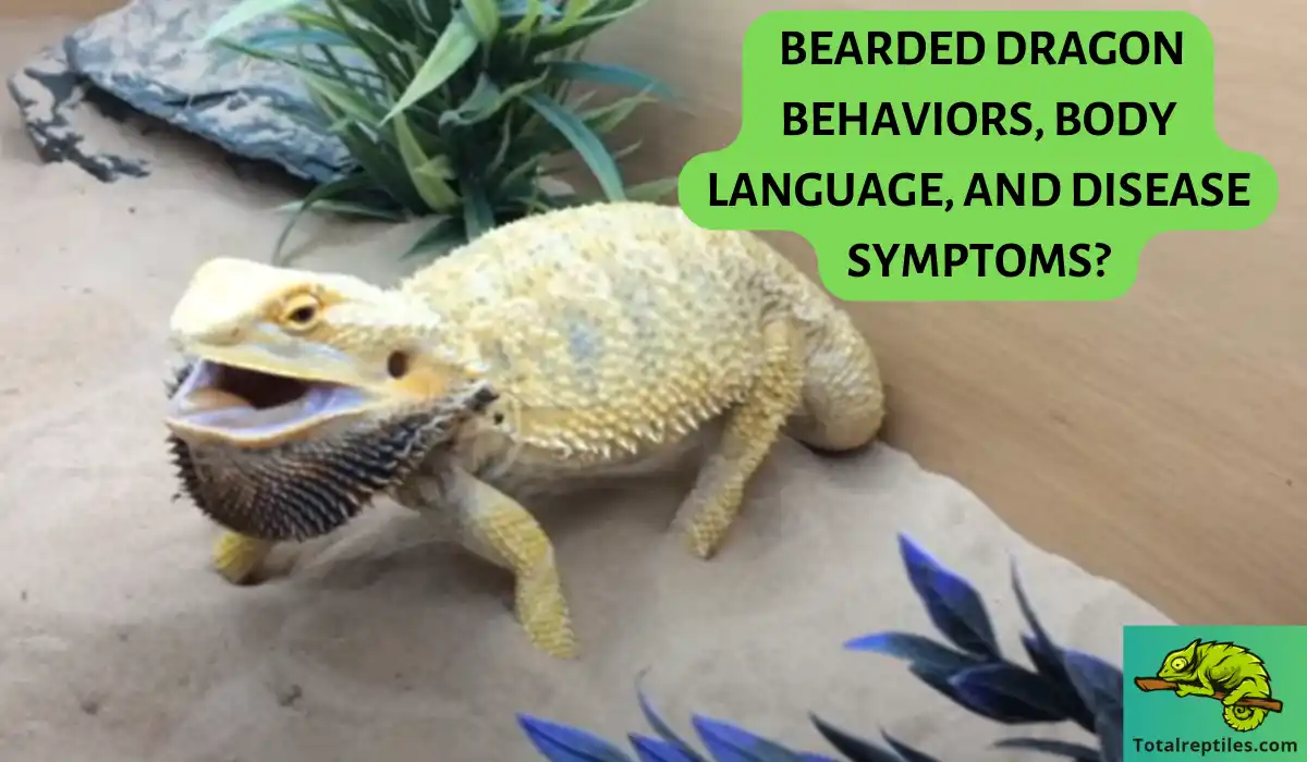 Bearded Dragon Behaviors