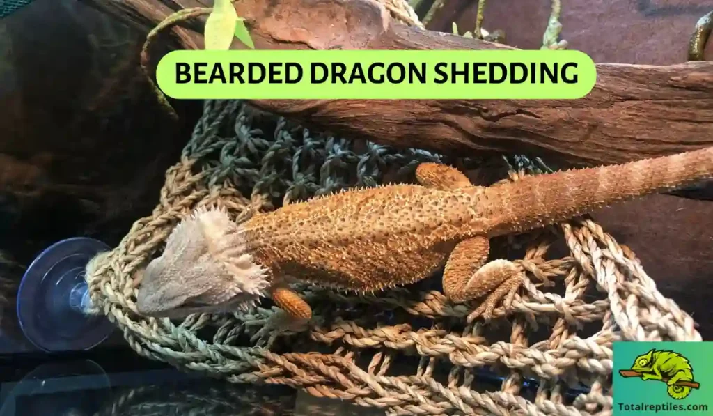 Bearded Dragon Shedding