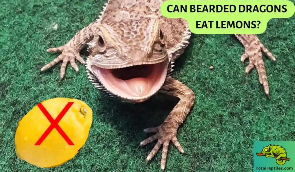 Can Bearded Dragons Eat Lemons