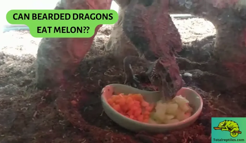 Can Bearded Dragons Eat Melon