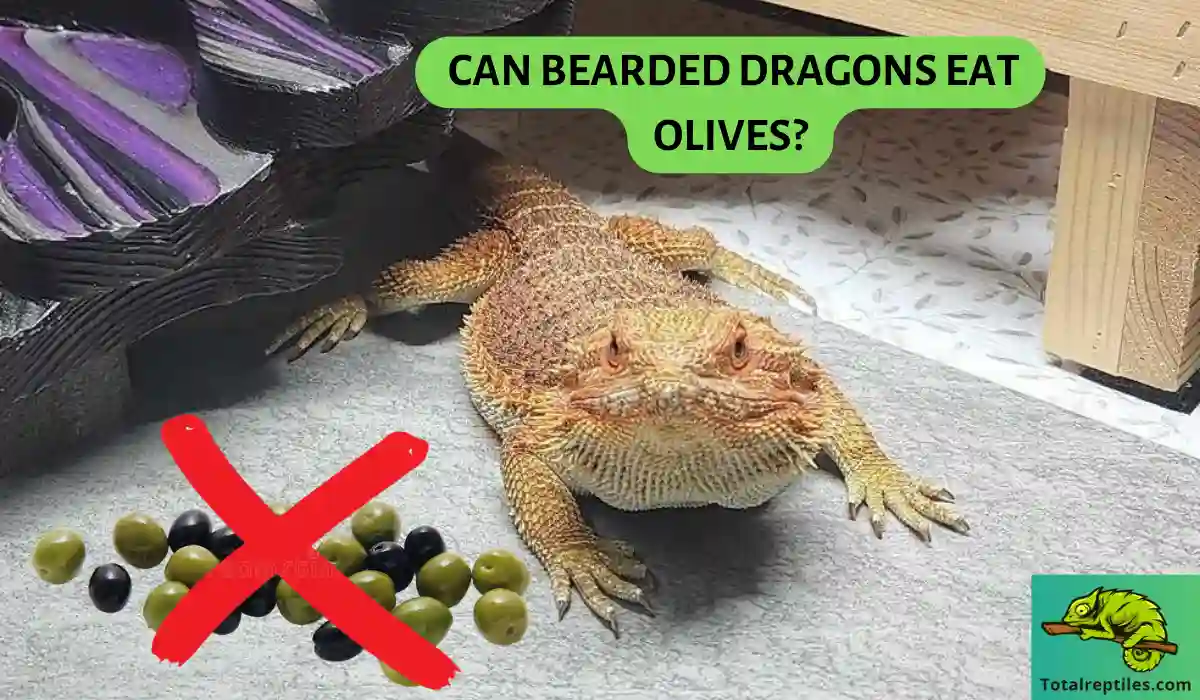 Can Bearded Dragons Eat Olives