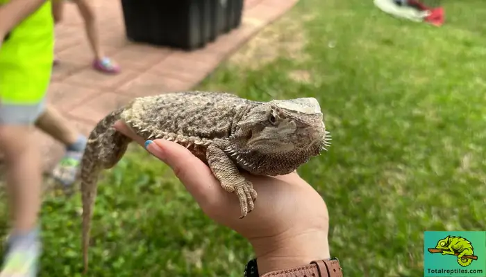 Can You Hold A Bearded Dragon While Shedding