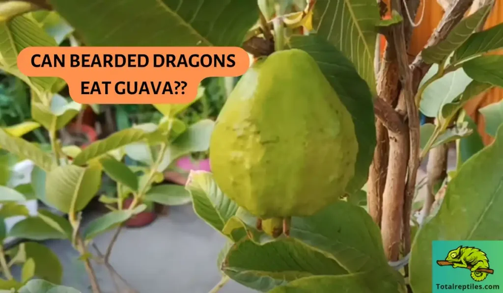 Can bearded dragons eat guava