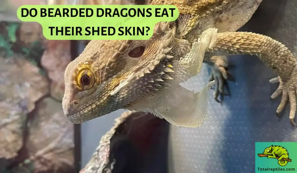 Do Bearded Dragons Eat Their Shed Skin