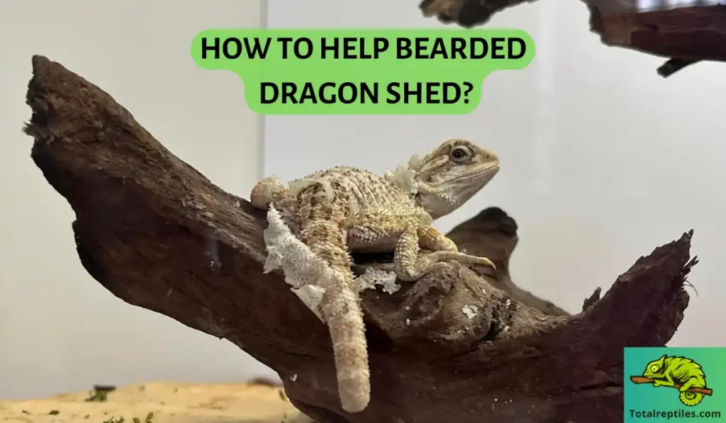 How to Help Bearded Dragon Shed