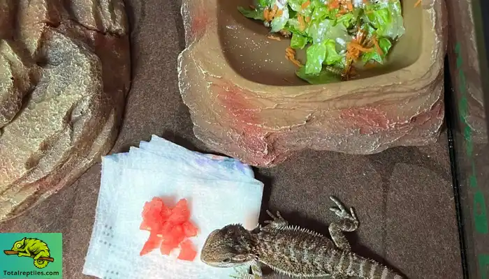 Is Guava Safe for Bearded Dragons