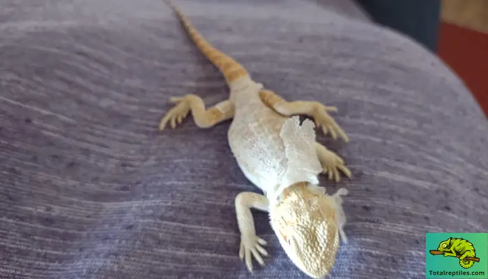 Why Do Bearded Dragons Eat Their Sheds