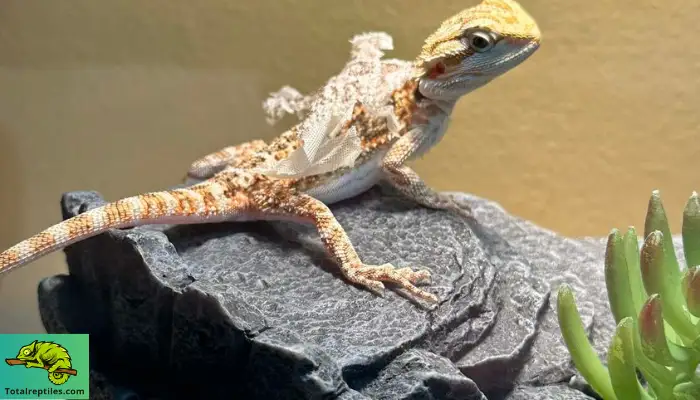 Why Do Bearded Dragons Shed Their Skin