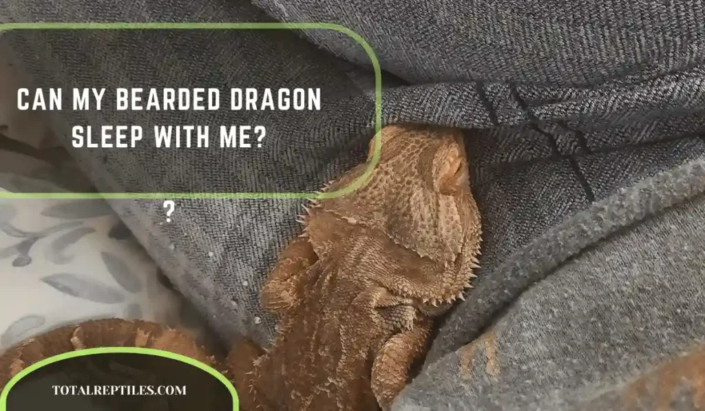 CAN MY BEARDED DRAGON SLEEP WITH ME